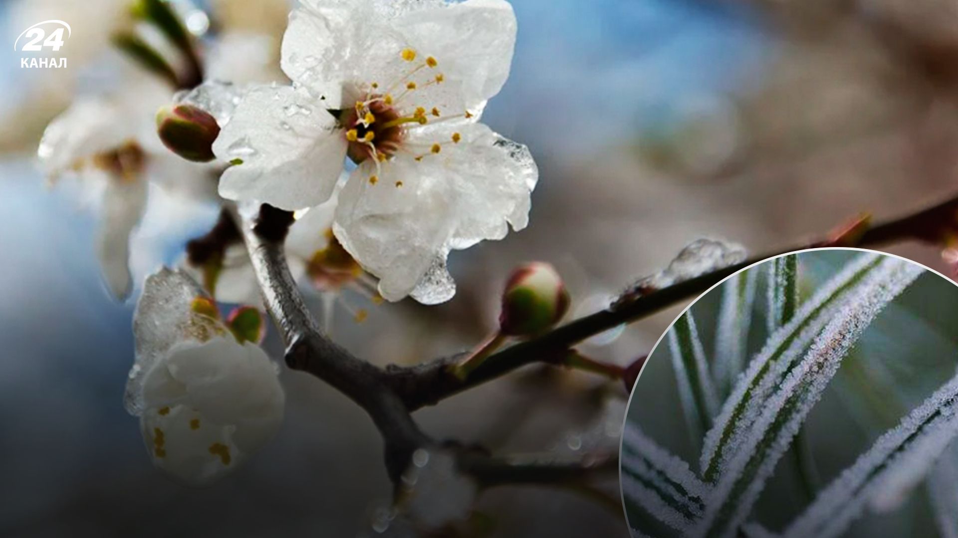 В Украине обещают сильные заморозки ночью В Украине обещают сильные заморозки ночью