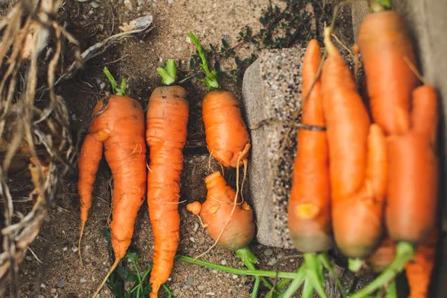 Морковь нужно защищать от вредителей