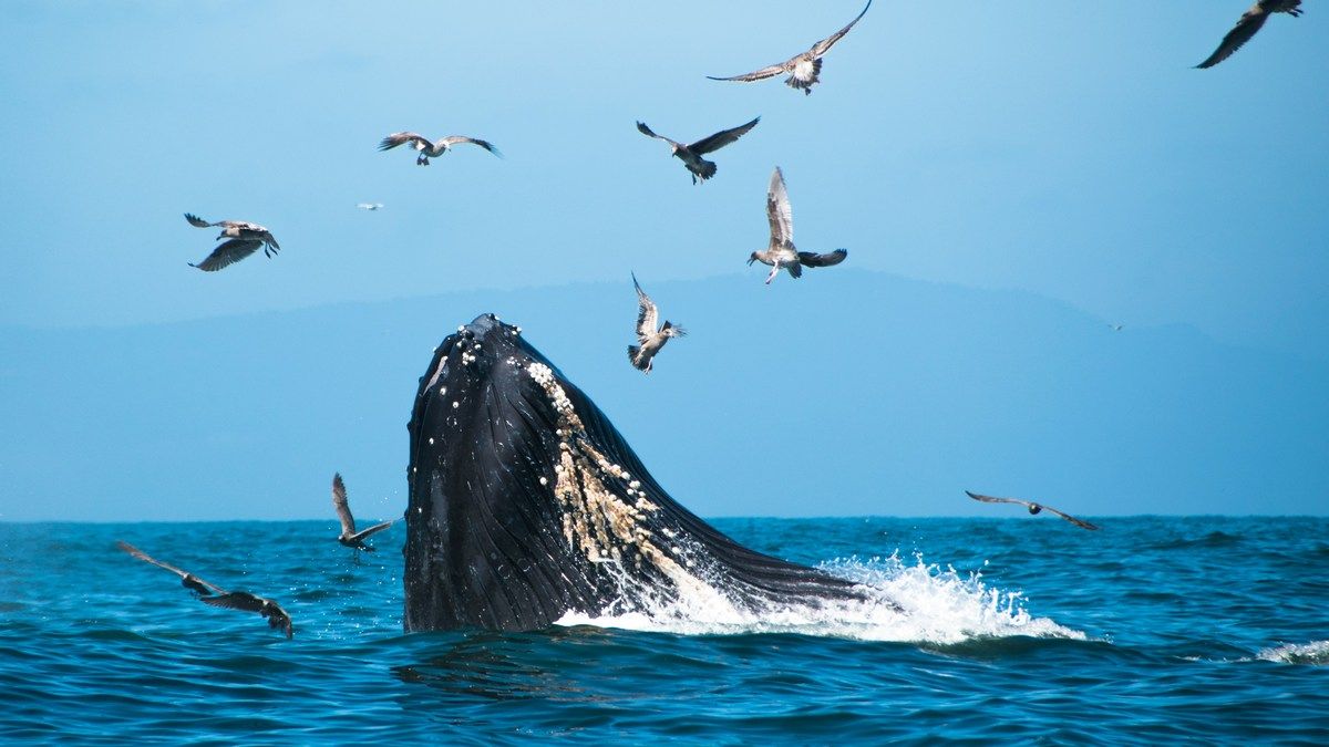 Scientists listened to blue whales for 15 years, now tell what they can hear Scientists listened to blue whales for 15 years, now tell what they can hear