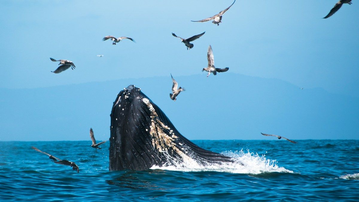 Ученые собрали коллекцию звуков китов, но не знают, что они означают