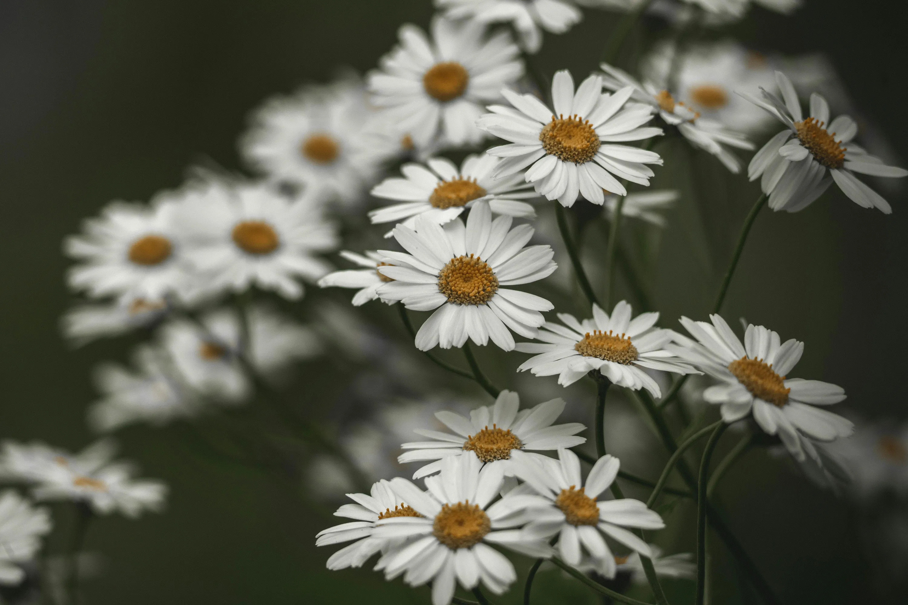 В мае можно сажать ромашки 