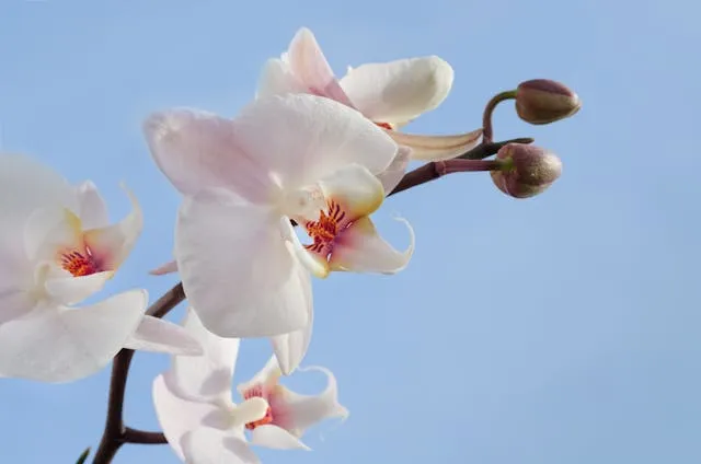 Орхідея цвіте