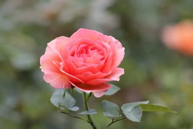 Роза на огороде