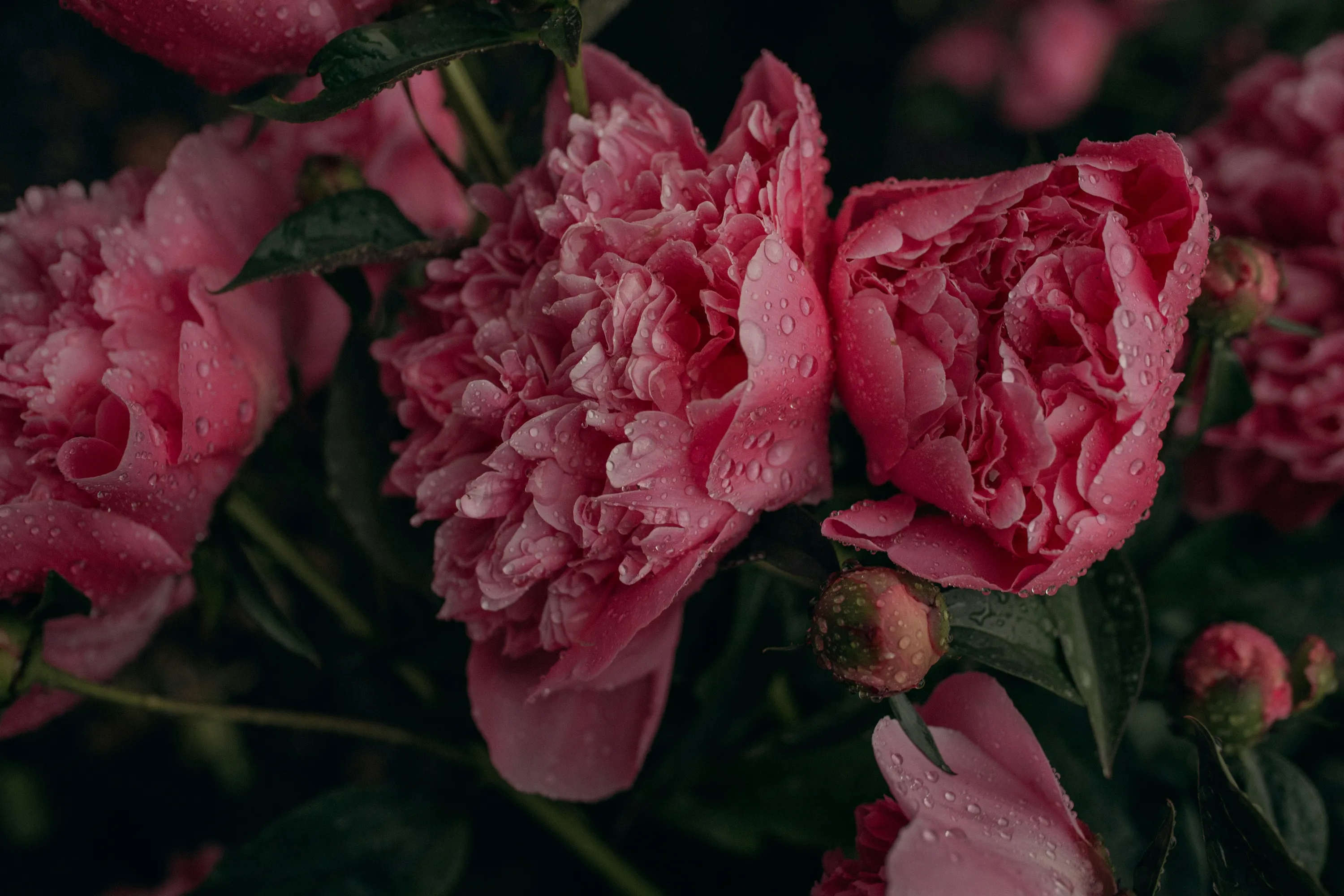 Найкращі поради, які допоможуть півоніям довше стояти