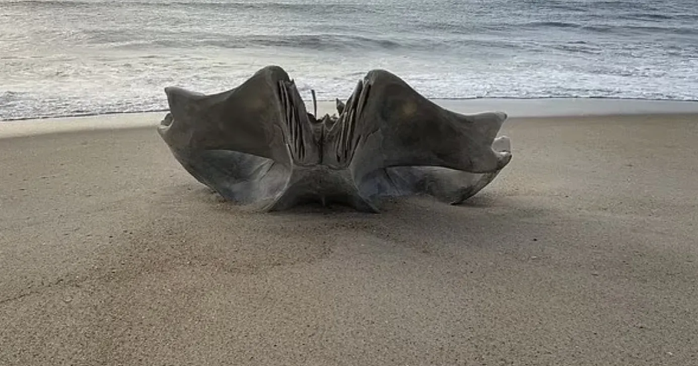 На узбережжі виявили величезний фрагмент черепа кита 