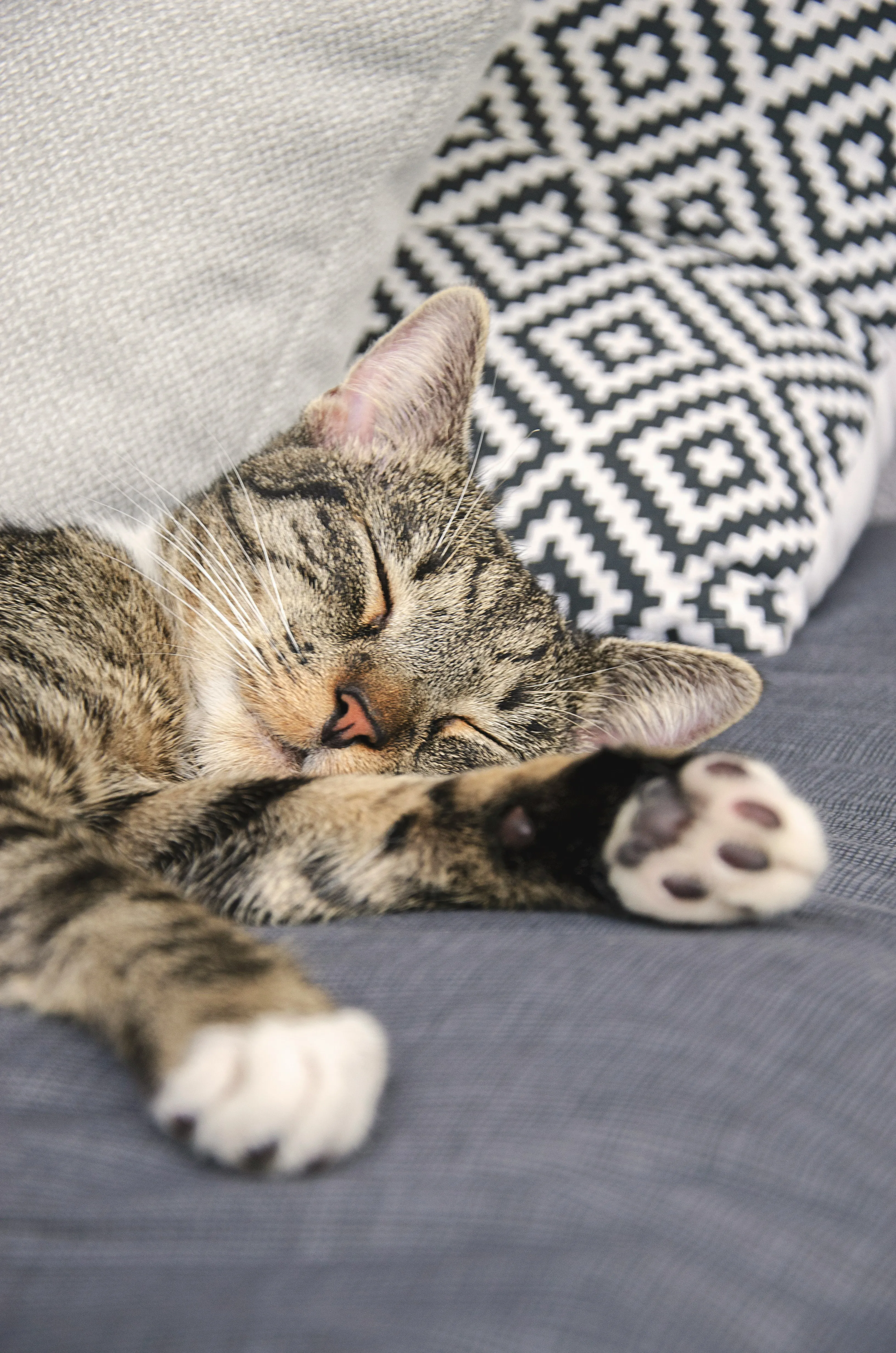 Почему коты спят в ногах 
