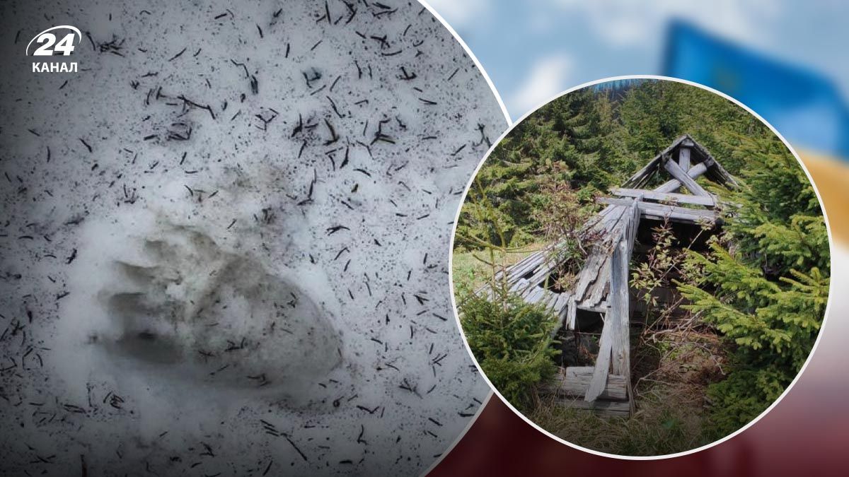 Ведмеді на українсько-румуському кордоні - 24 Канал Ведмеді на українсько-румуському кордоні - 24 Канал