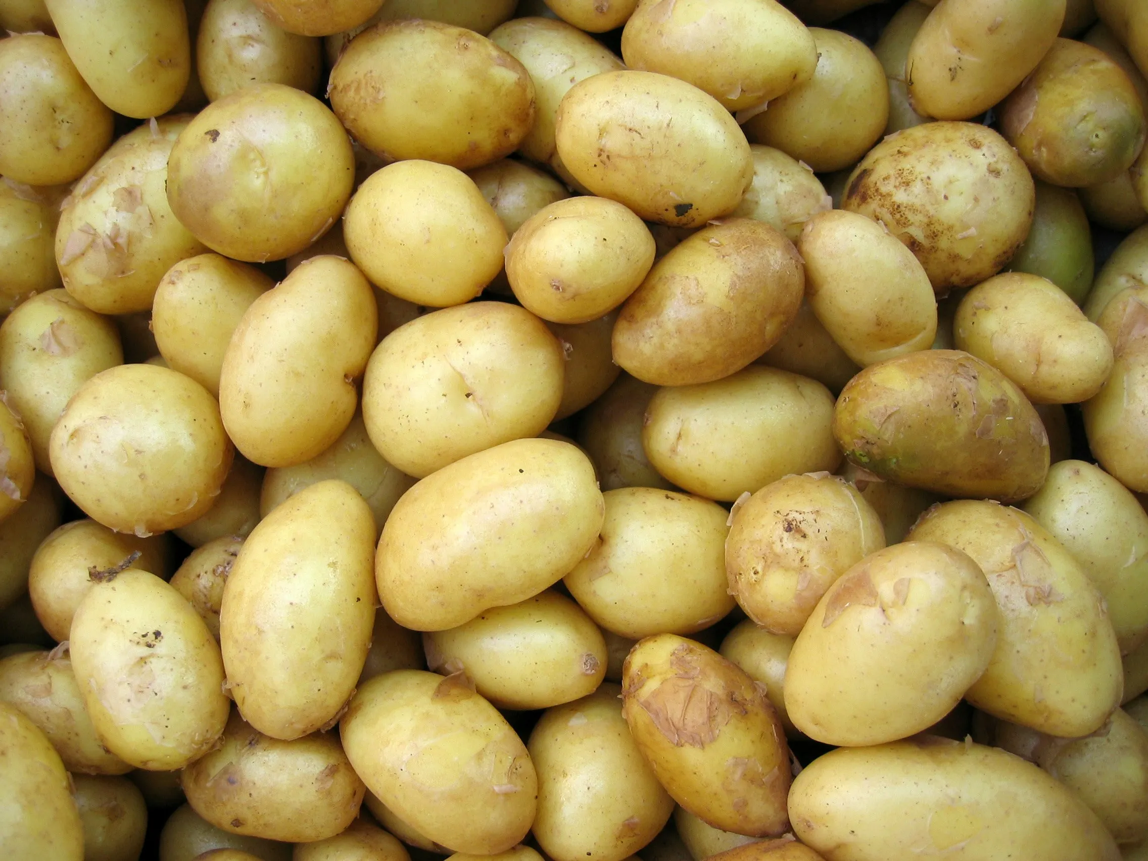 Названо лучшее время для выкапывания картофеля