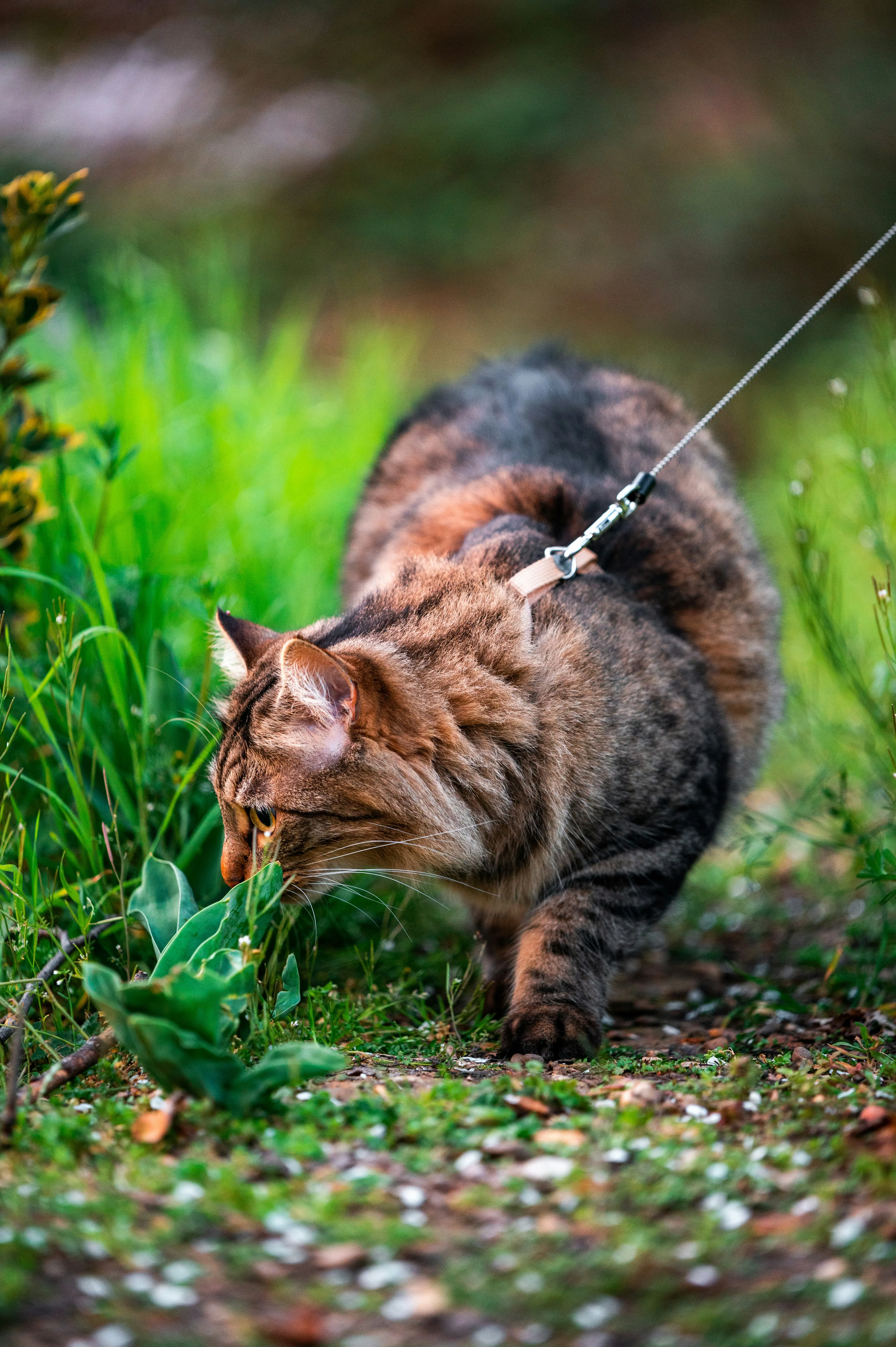 Чому коти їдять траву