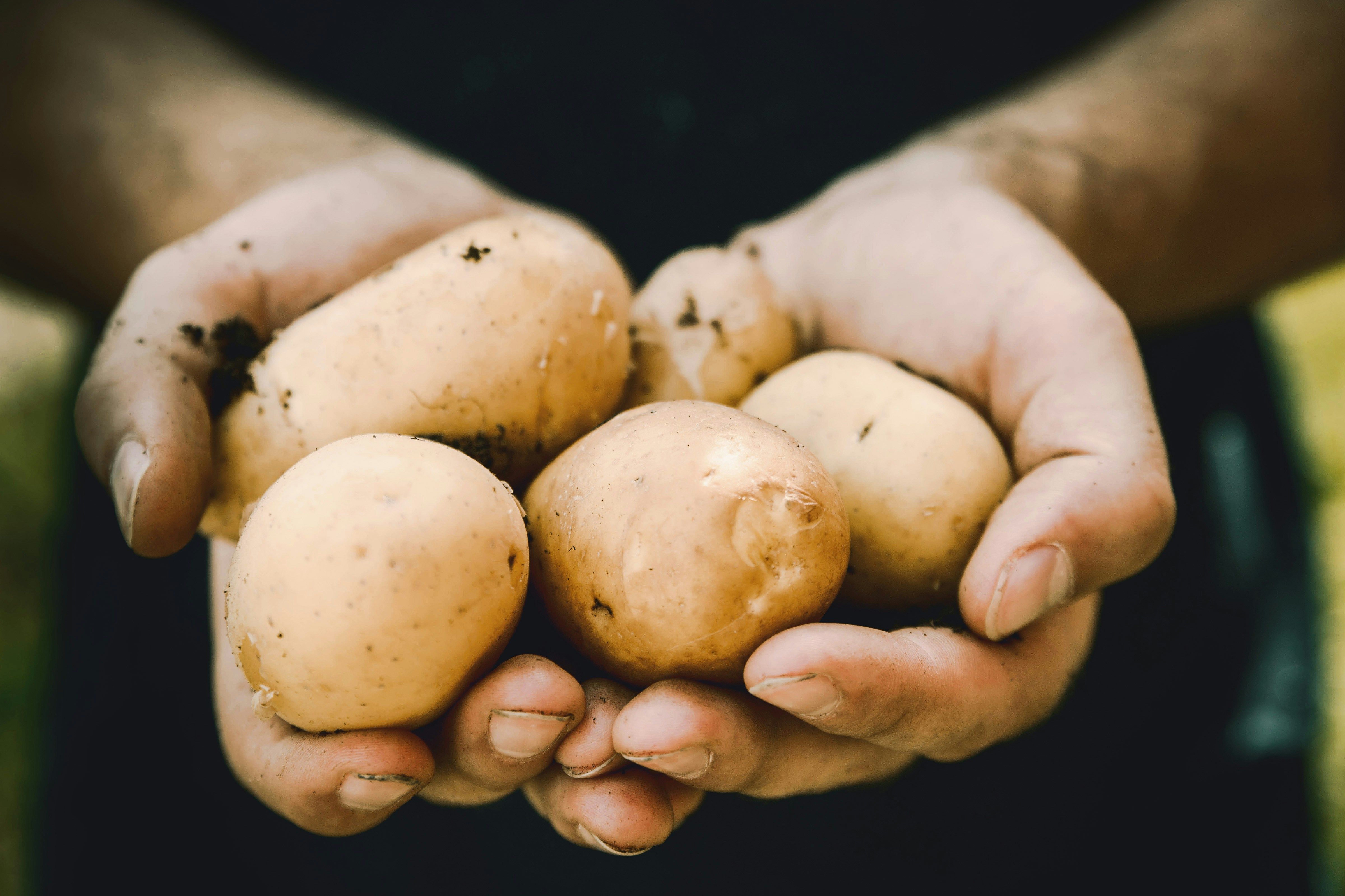 Цена картофеля - сколько стоит килограмм на рынке - огурец дешевеет