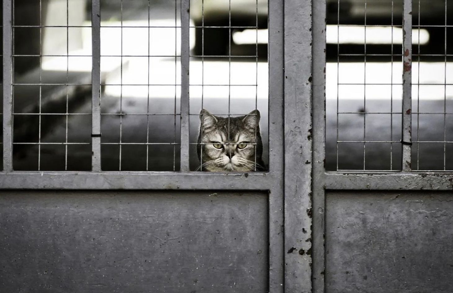 В Сингапуре посадили мужчину, который удерживал 43 котов без воды и еды