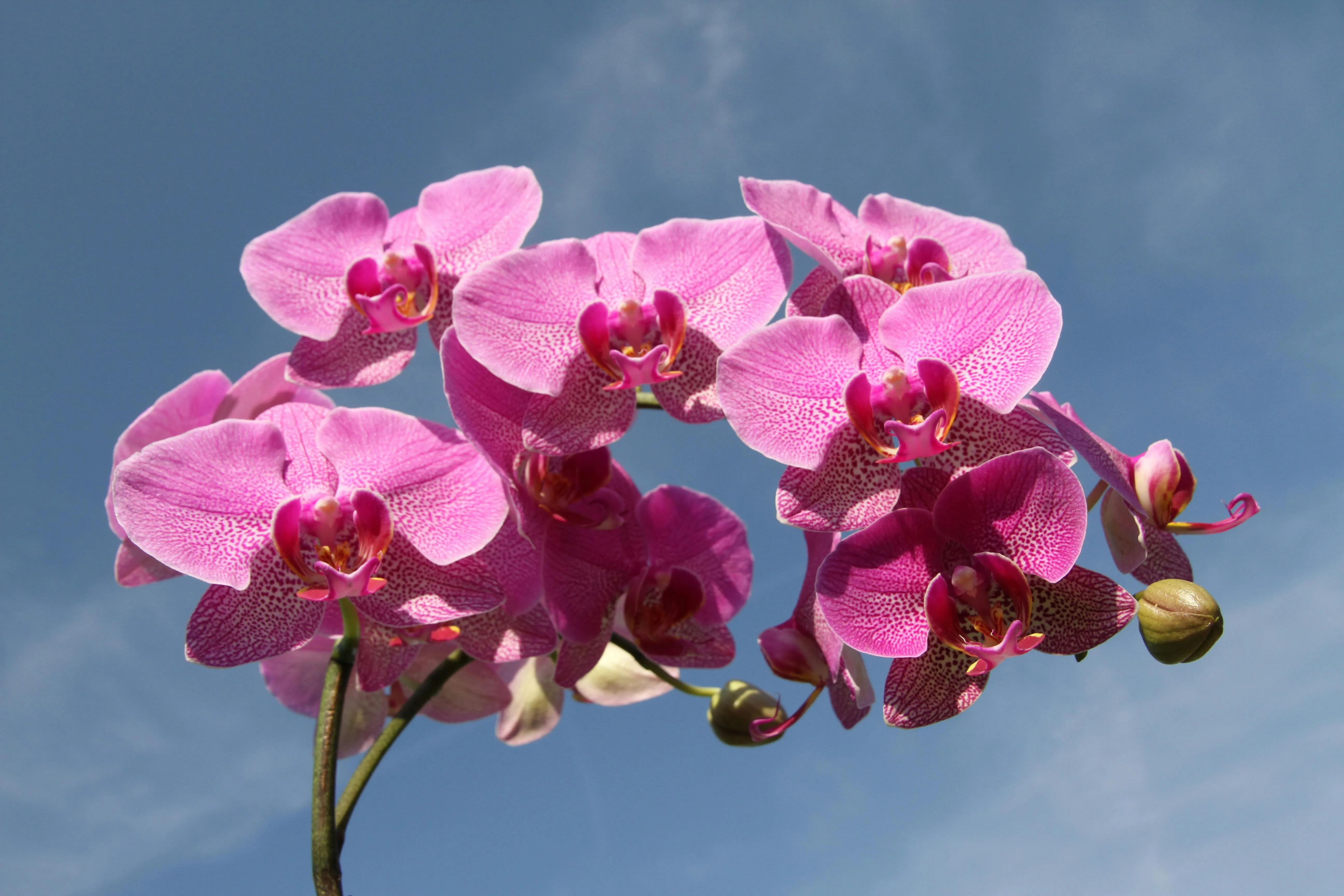 Используйте удобрения для подкормки орхидеи