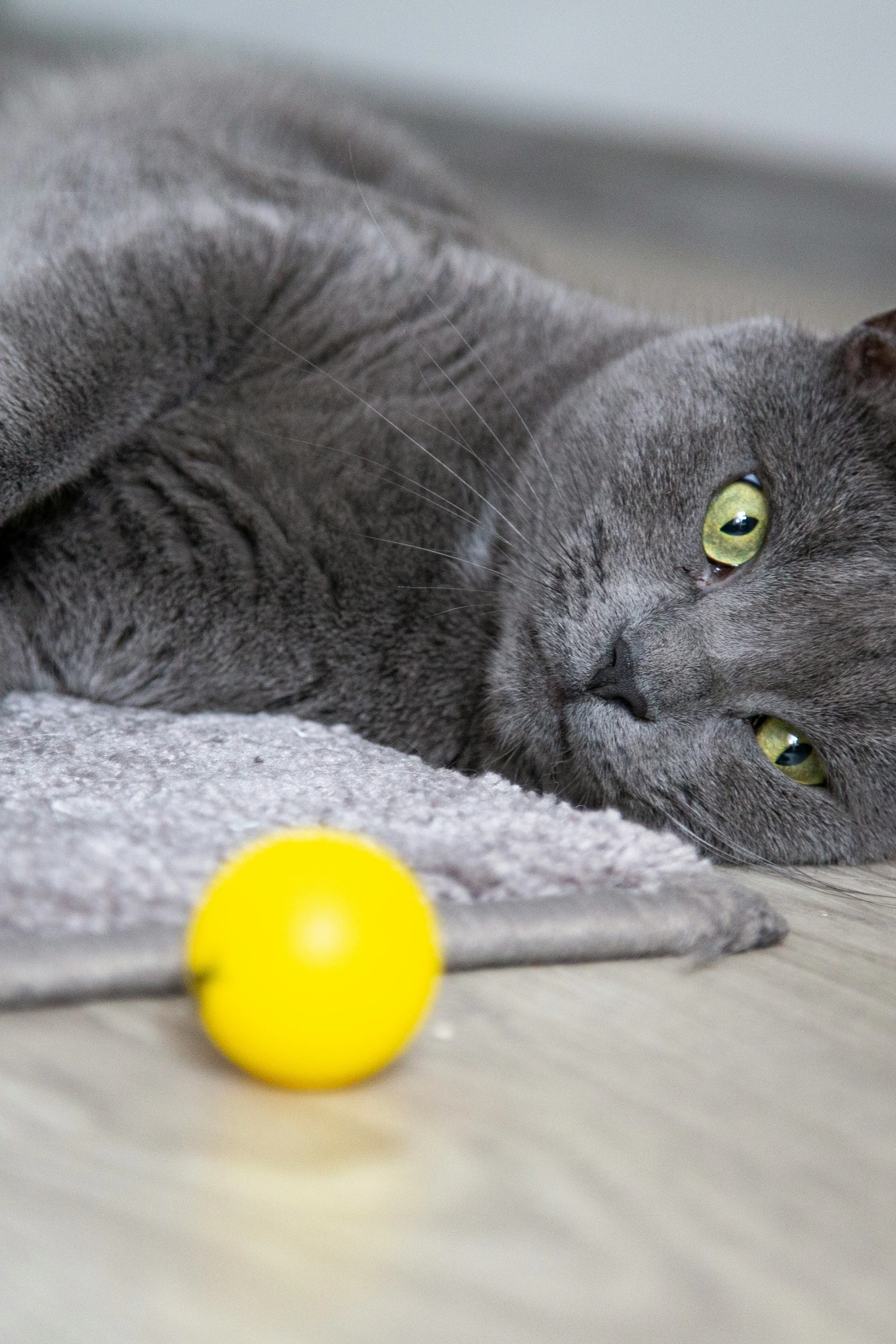 Игрушки питомцев стоит складывать в корзину Игрушки питомцев стоит складывать в корзину