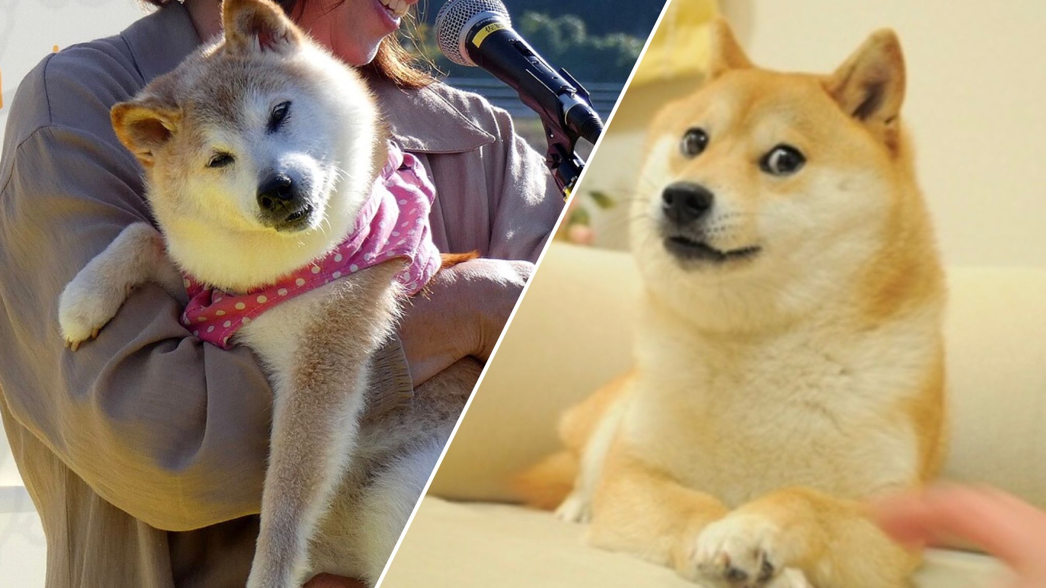 Померла засновниця мему Doge