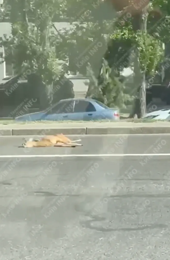 Оленя збили та залишили на дорозі Оленя збили та залишили на дорозі