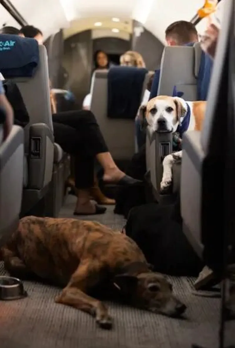 В США свой первый рейс совершила авиакомпания для собак Bark Air