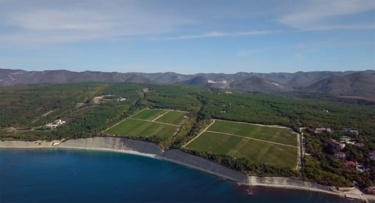 Виноградники Путіна Виноградники Путіна