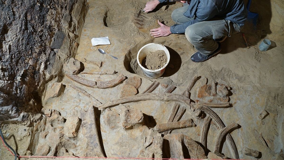 Кости мамонтов нашли в винном погребе в Австрии