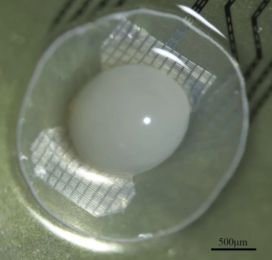 Органоиды переднего мозга Органоиды переднего мозга