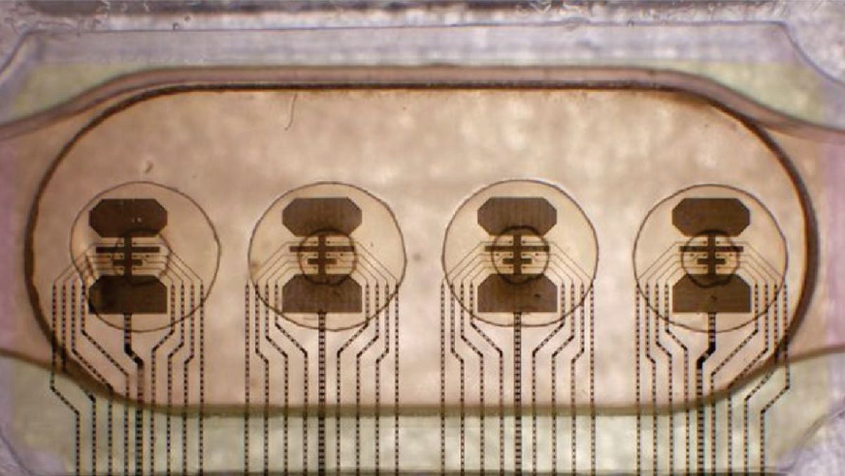 Швейцарский стартап запустил первый в мире "живой процессор" из 16 органоидов мозга - Техно