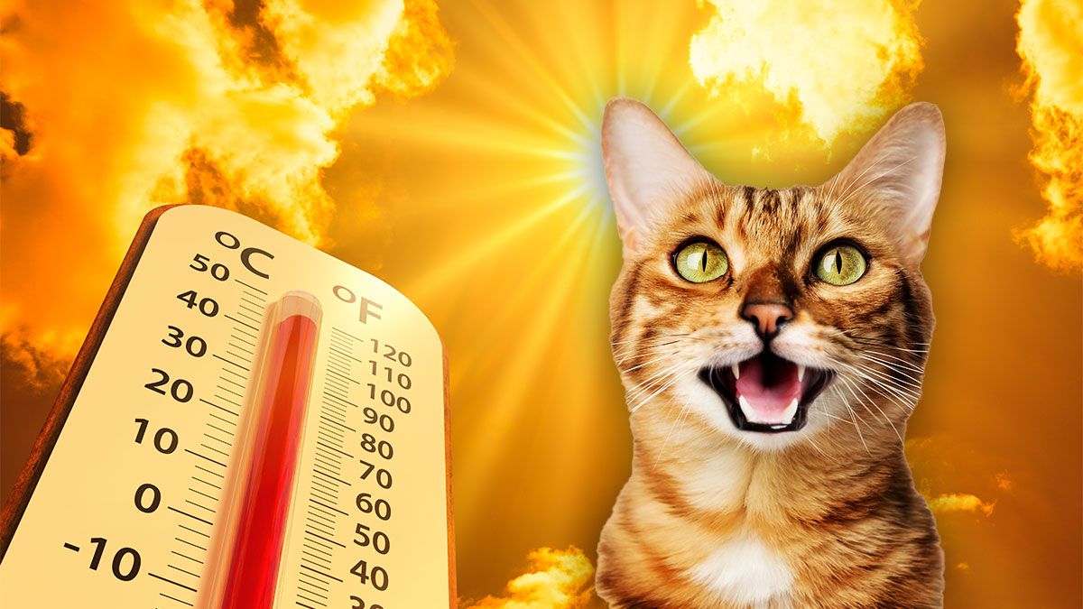 Прогноз погоды на лето 2024 Прогноз погоды на лето 2024