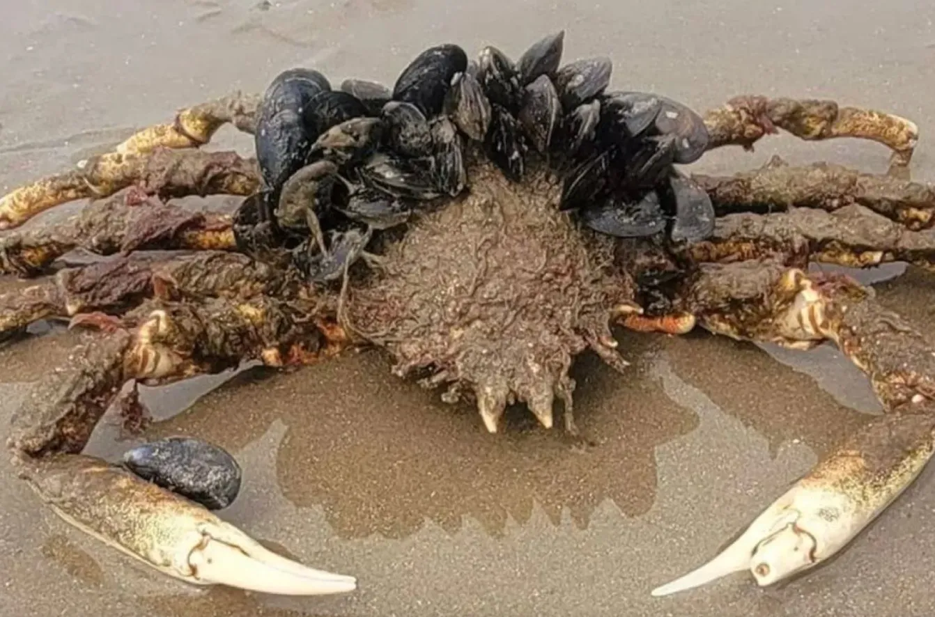 Огромный краб, покрытый мидиями Огромный краб, покрытый мидиями