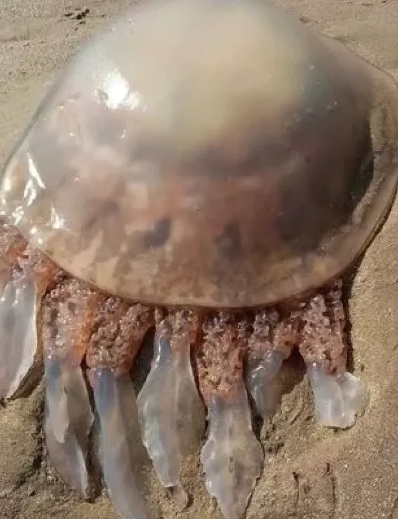 Бочковая медуза обычно не опасна для человека Бочковая медуза обычно не опасна для человека