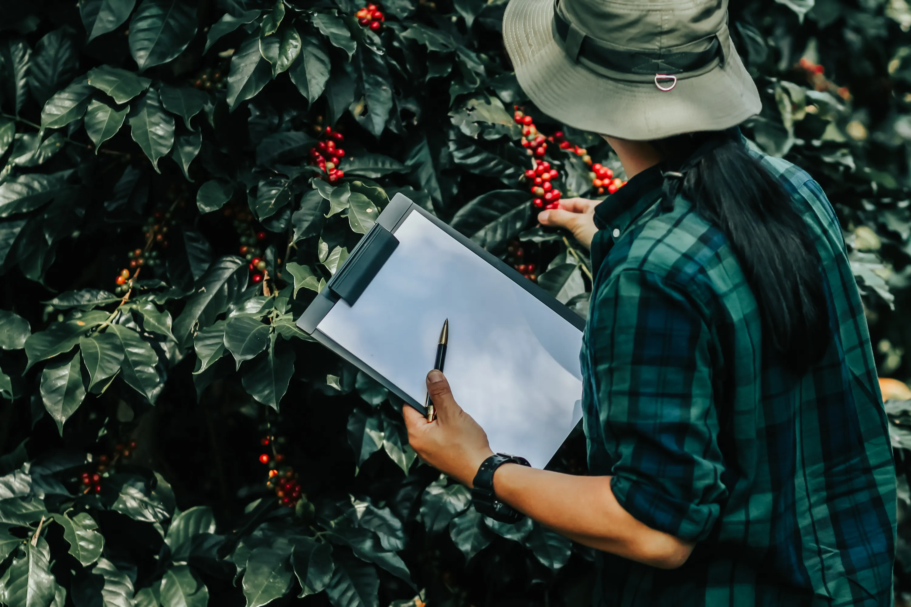 Женщина выращивает кофе