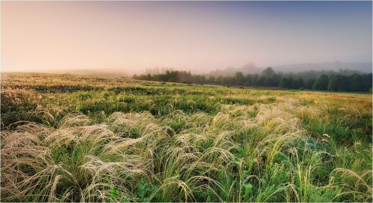 Еланецкая степь Еланецкая степь