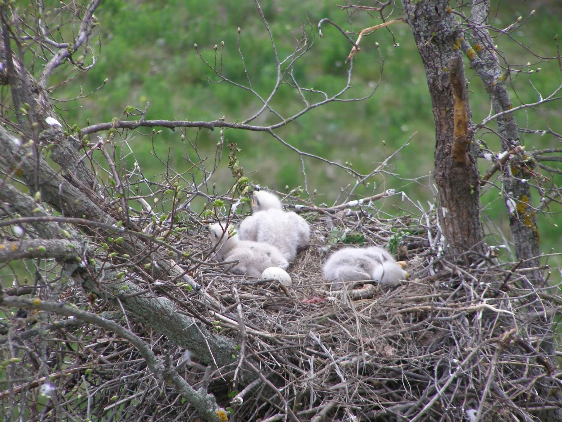 Еланецкая степь Еланецкая степь
