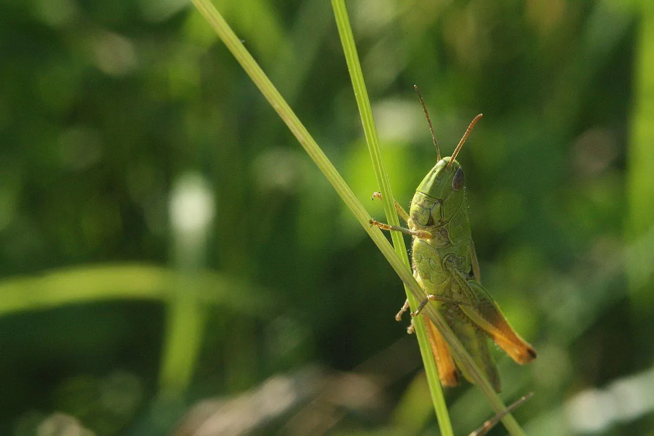 Михайловская целина Михайловская целина