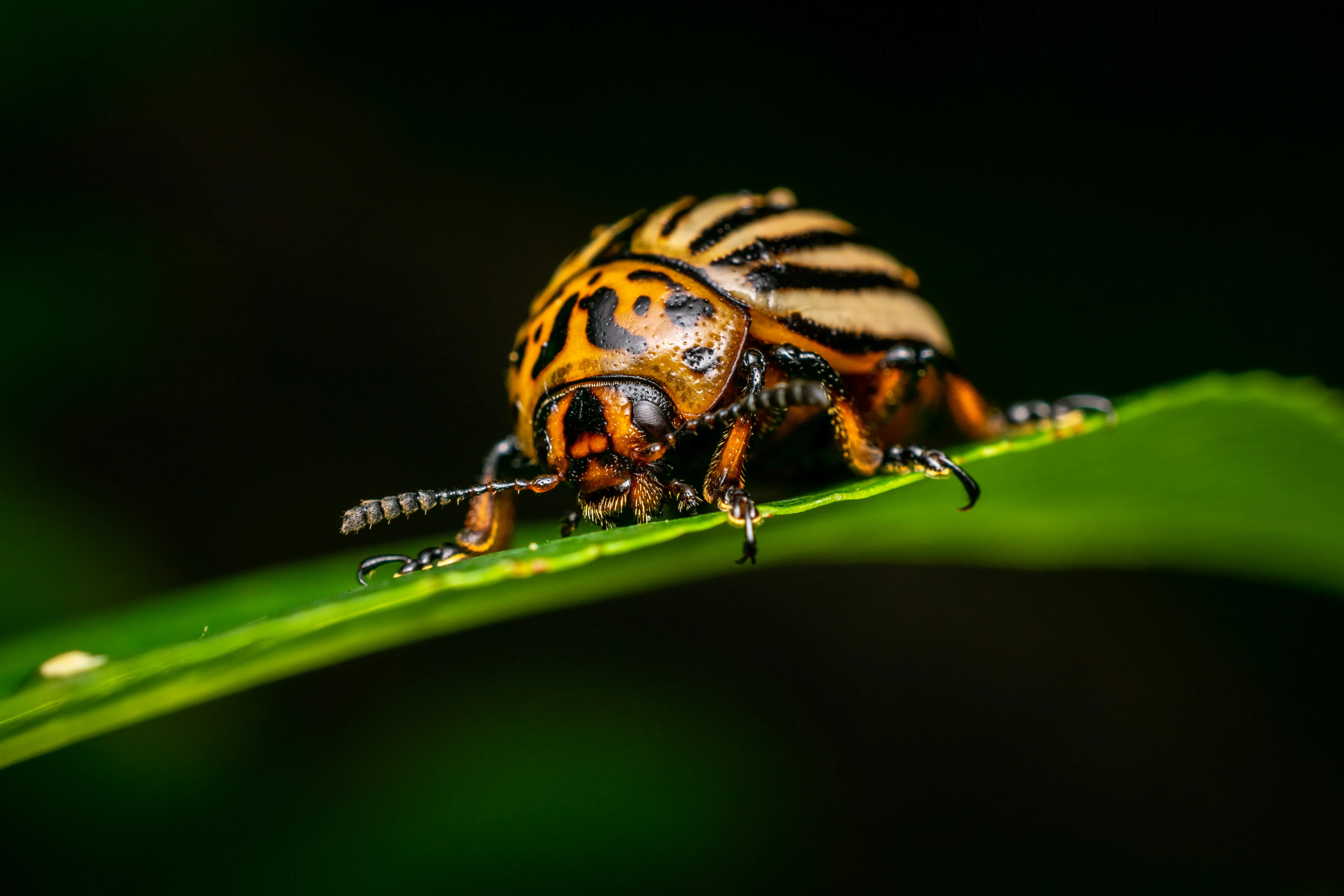 Колорадського жука можна позбутися за допомогою олії