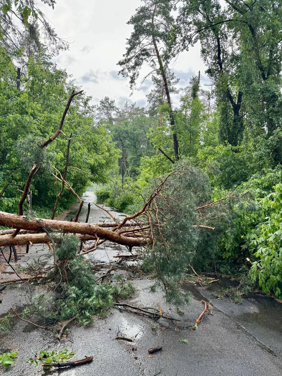 Негода Київщині спричинила руйнування ліній електропередач
