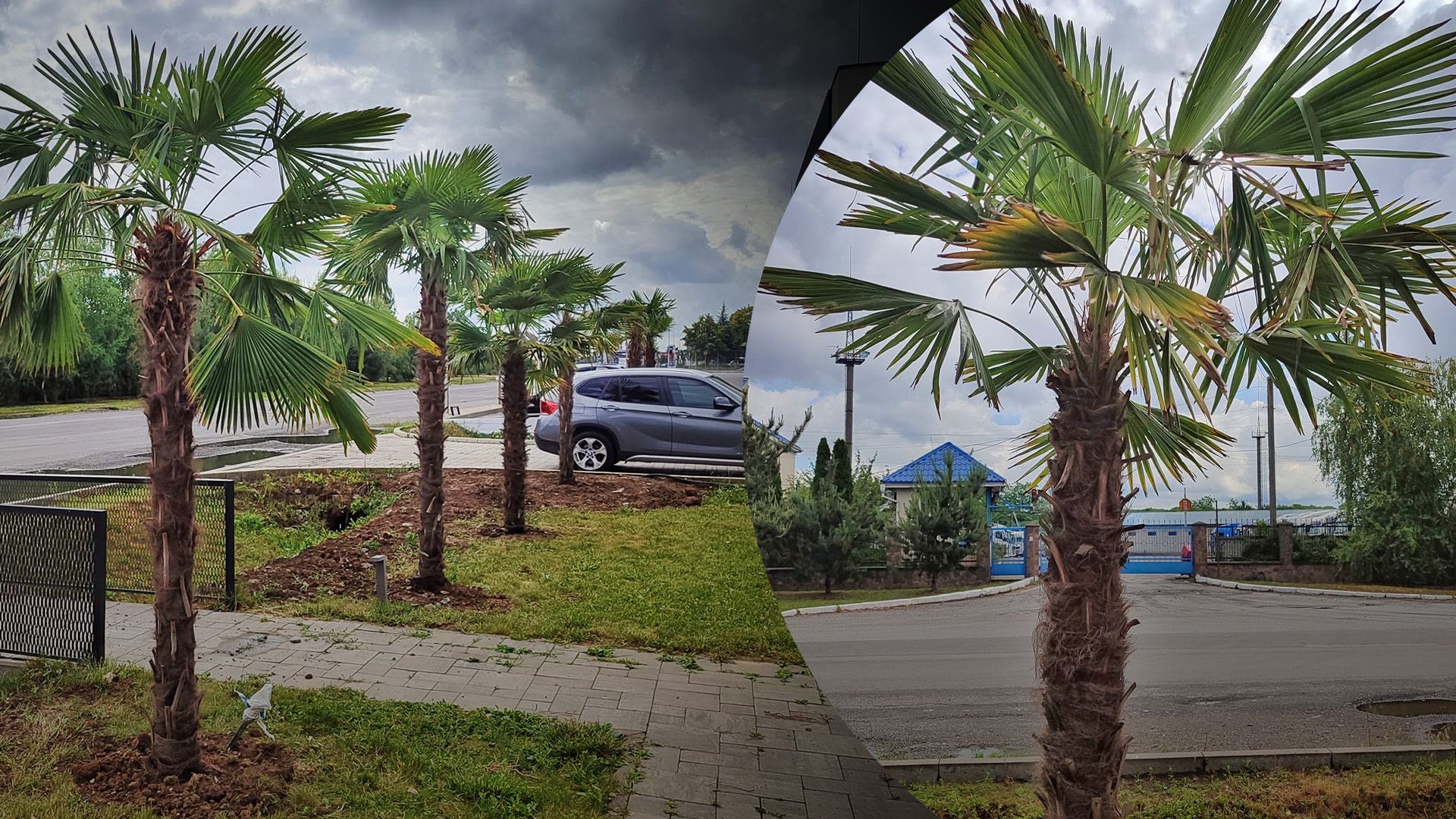 В Ужгороді висадили ще одну пальмову алею В Ужгороді висадили ще одну пальмову алею