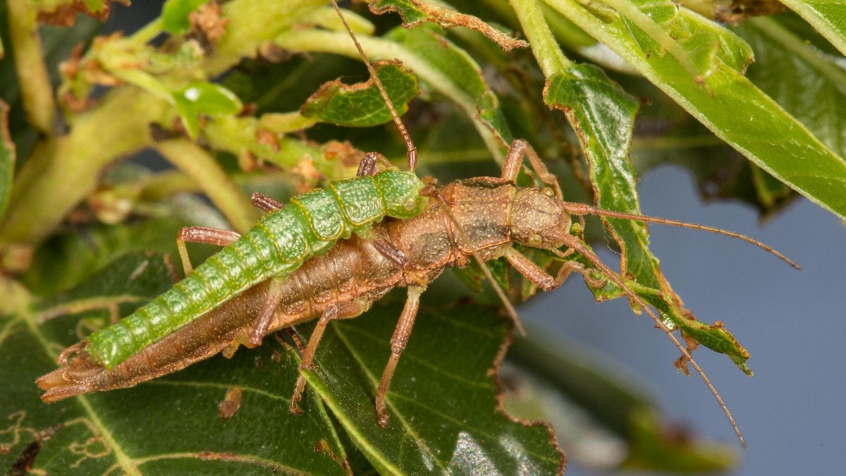 Удивительное открытие об эволюции – случайный процесс или предсказуемая закономерность Удивительное открытие об эволюции – случайный процесс или предсказуемая закономерность