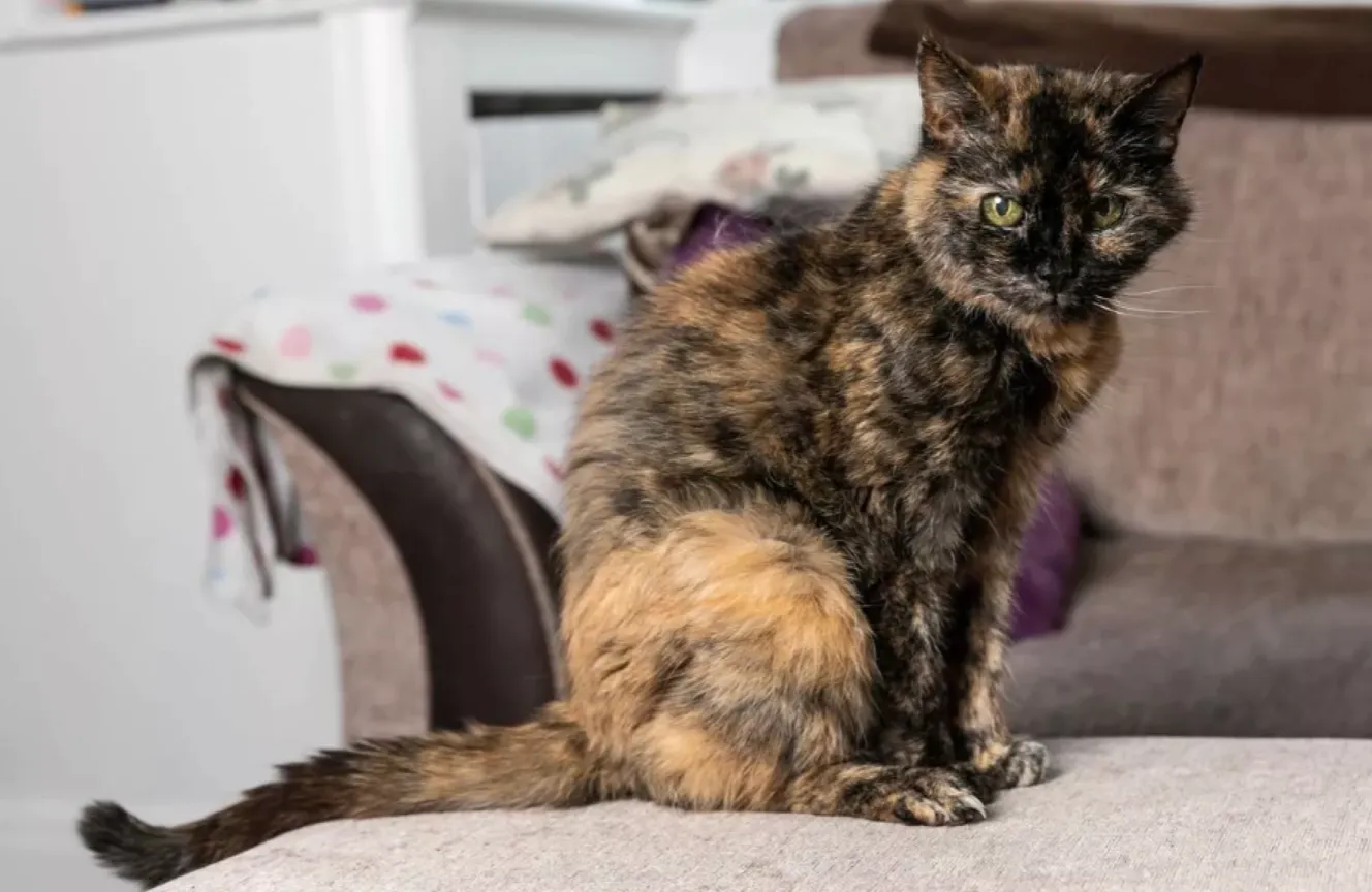 Кішка Міллі претендує на статус найстарішої у світі 