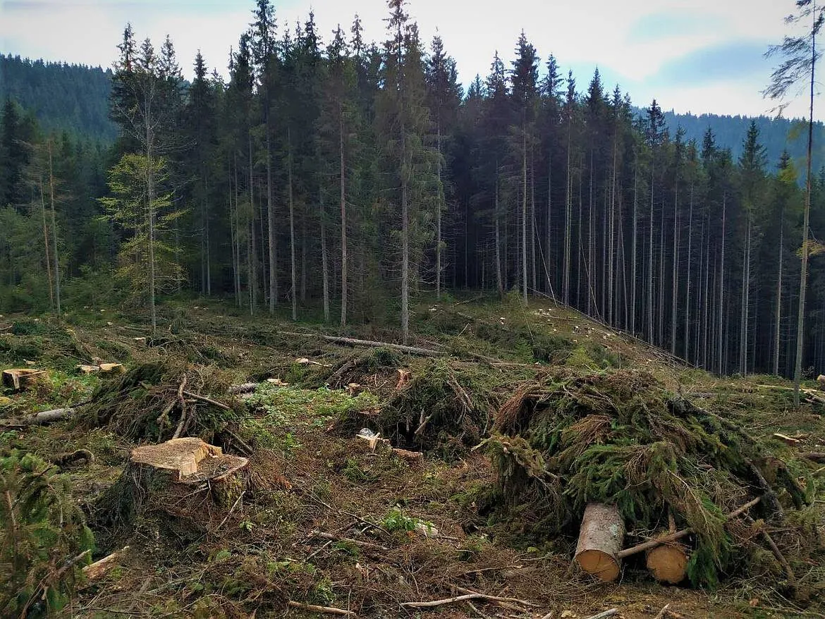 вирубка лісів вирубка лісів