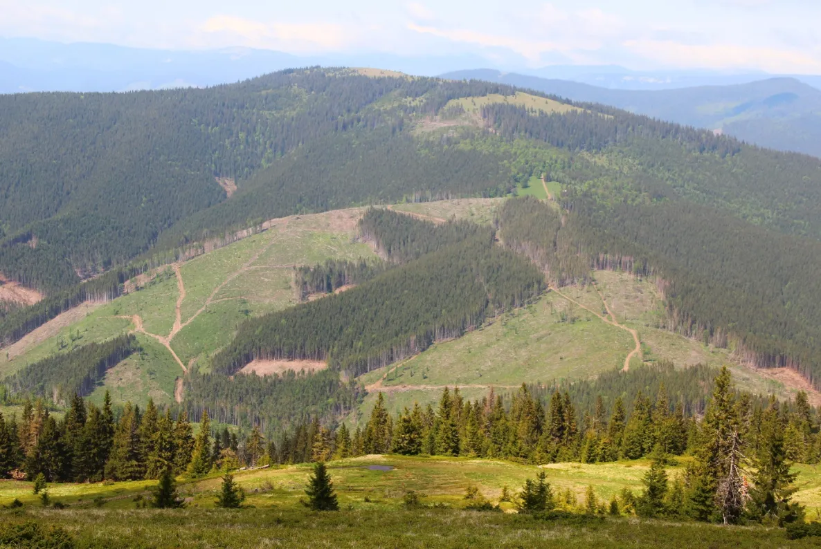 вирубка лісу вирубка лісу