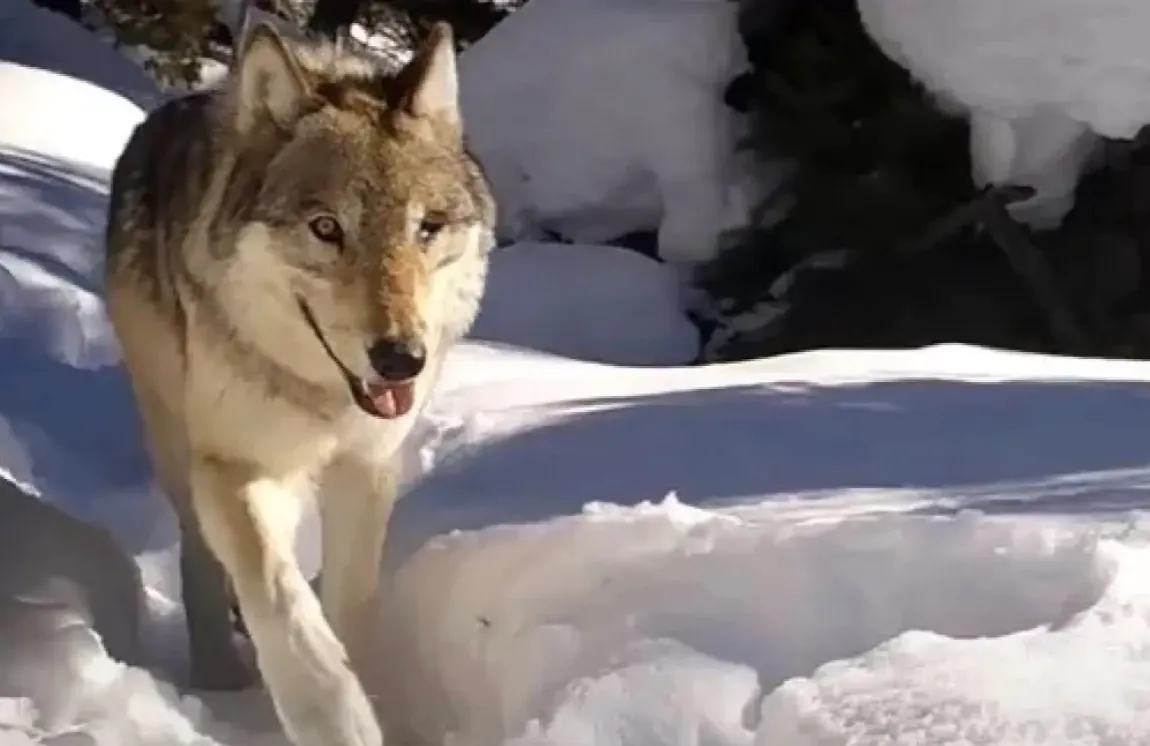 Wolf 907F проходить повз камери спостереження в Єллоустонському національному парку