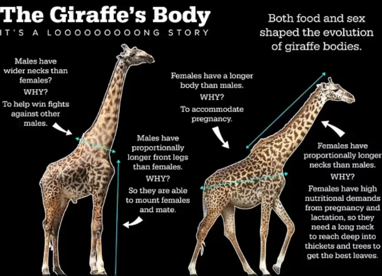 Структура тіла жирафа