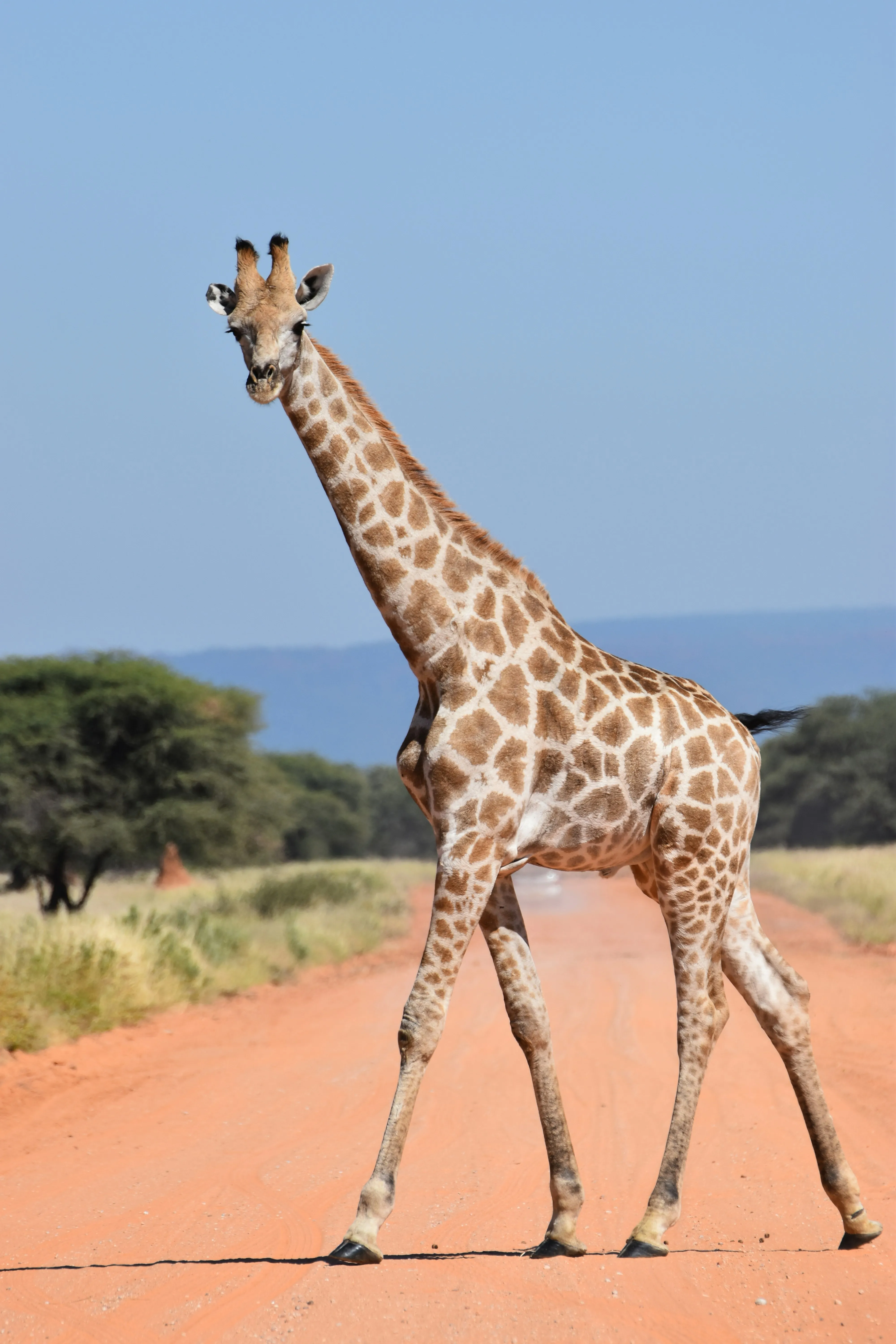Навіщо жирафам довгі шиї