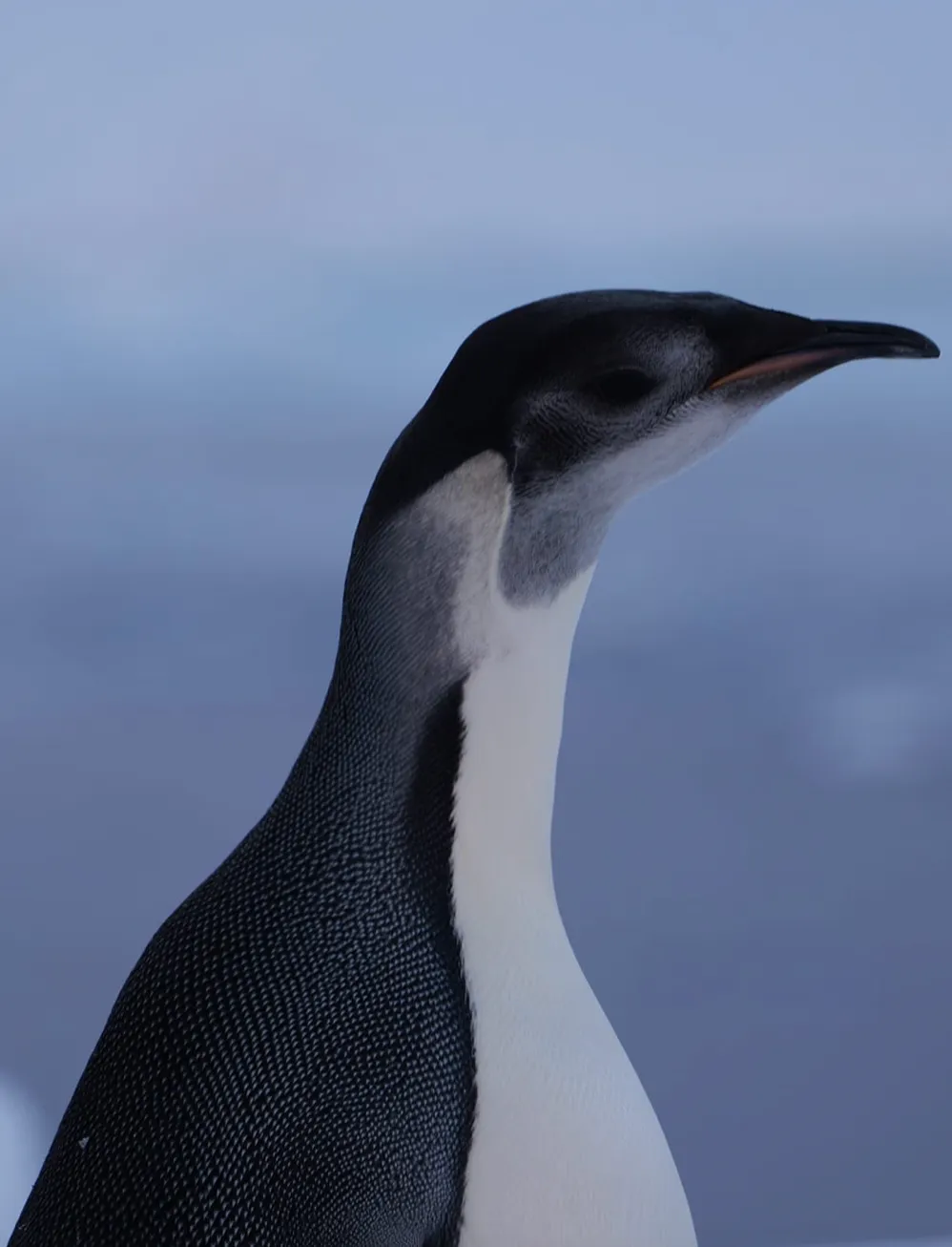 Полярники зафіксували нетипового пінгвіна для місцевості станції 