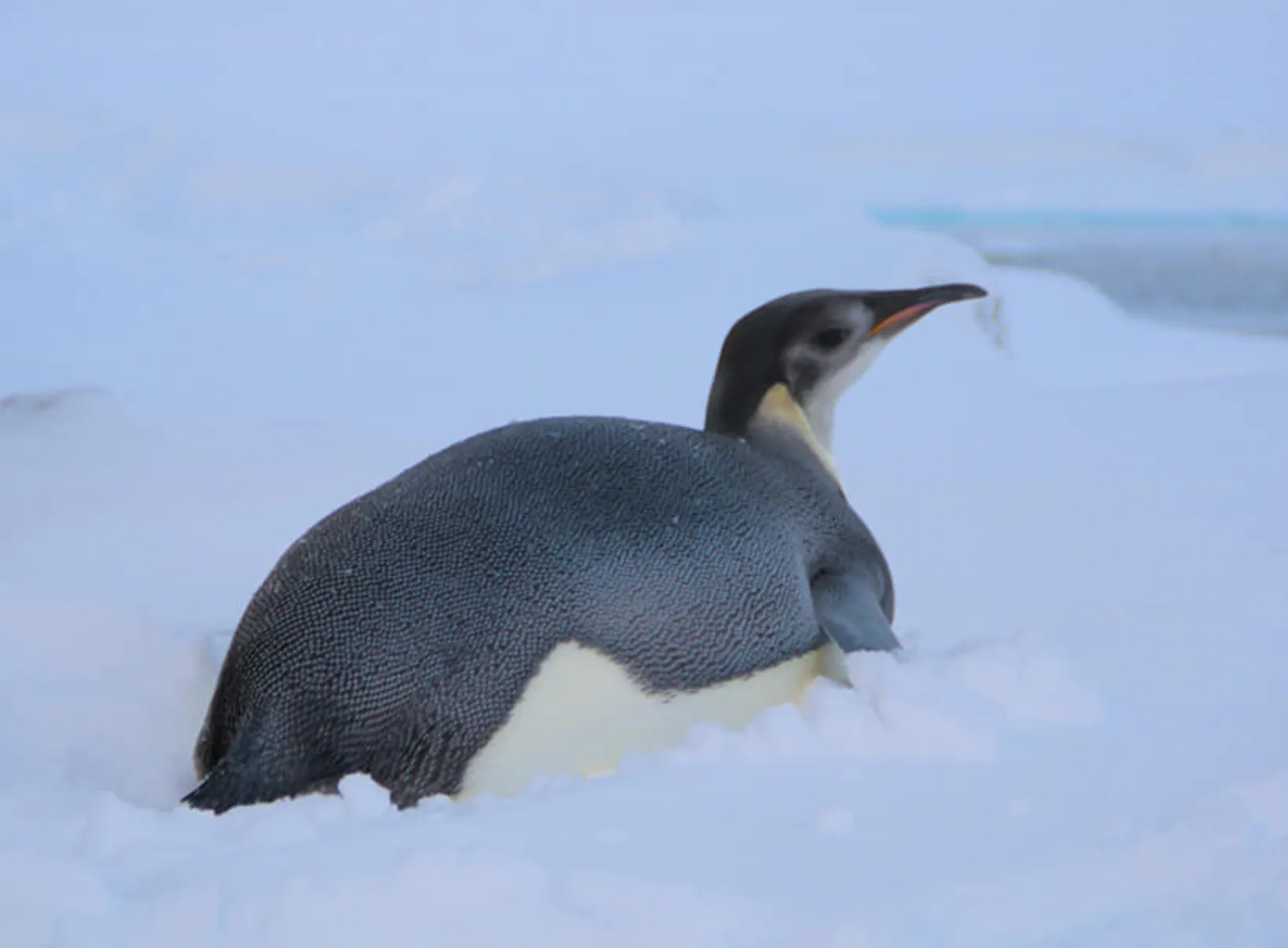 Імператорський пінгвін 