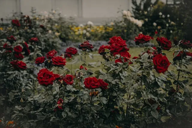 Троянди на городі