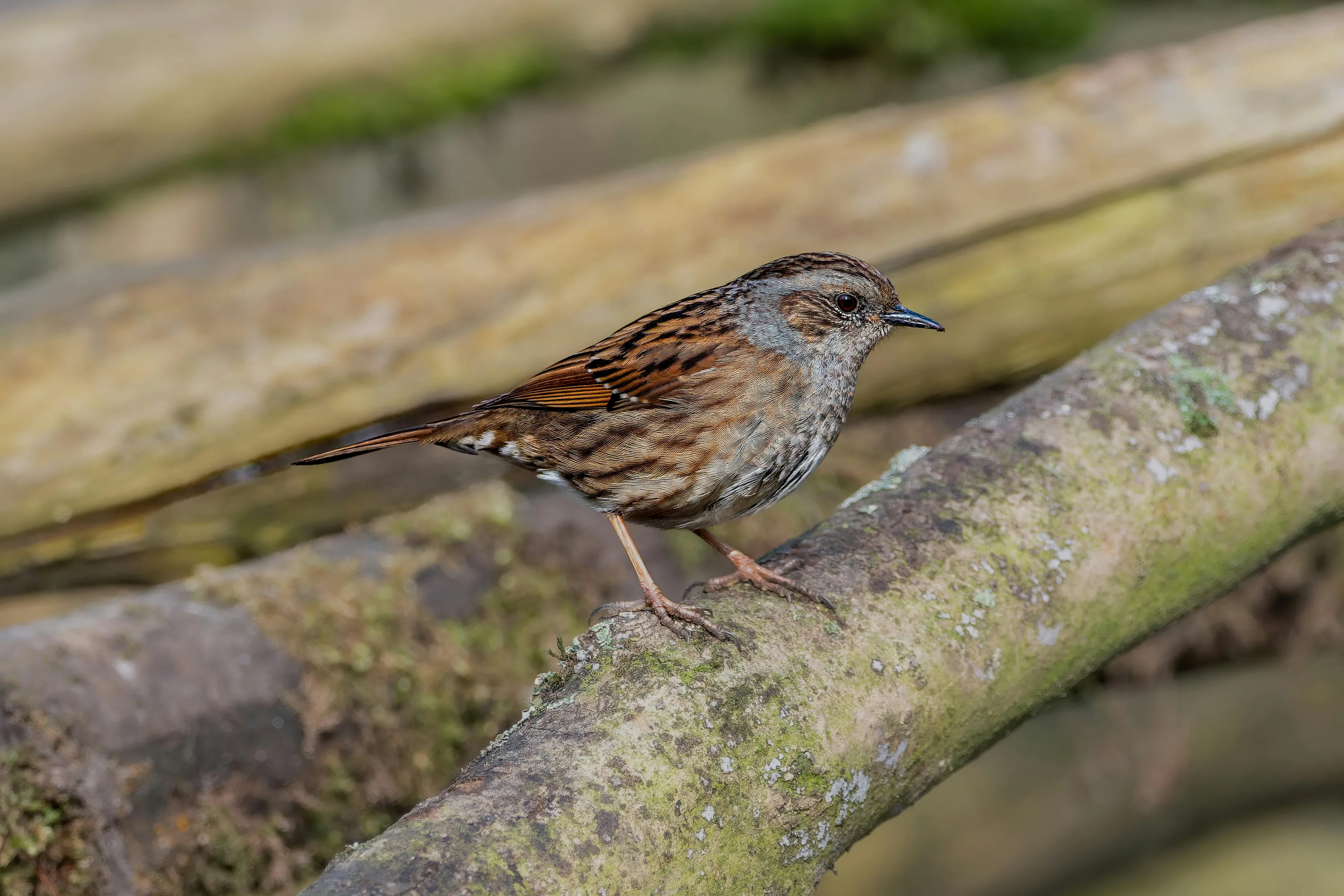 Горобців можна легко відлякати з городу
