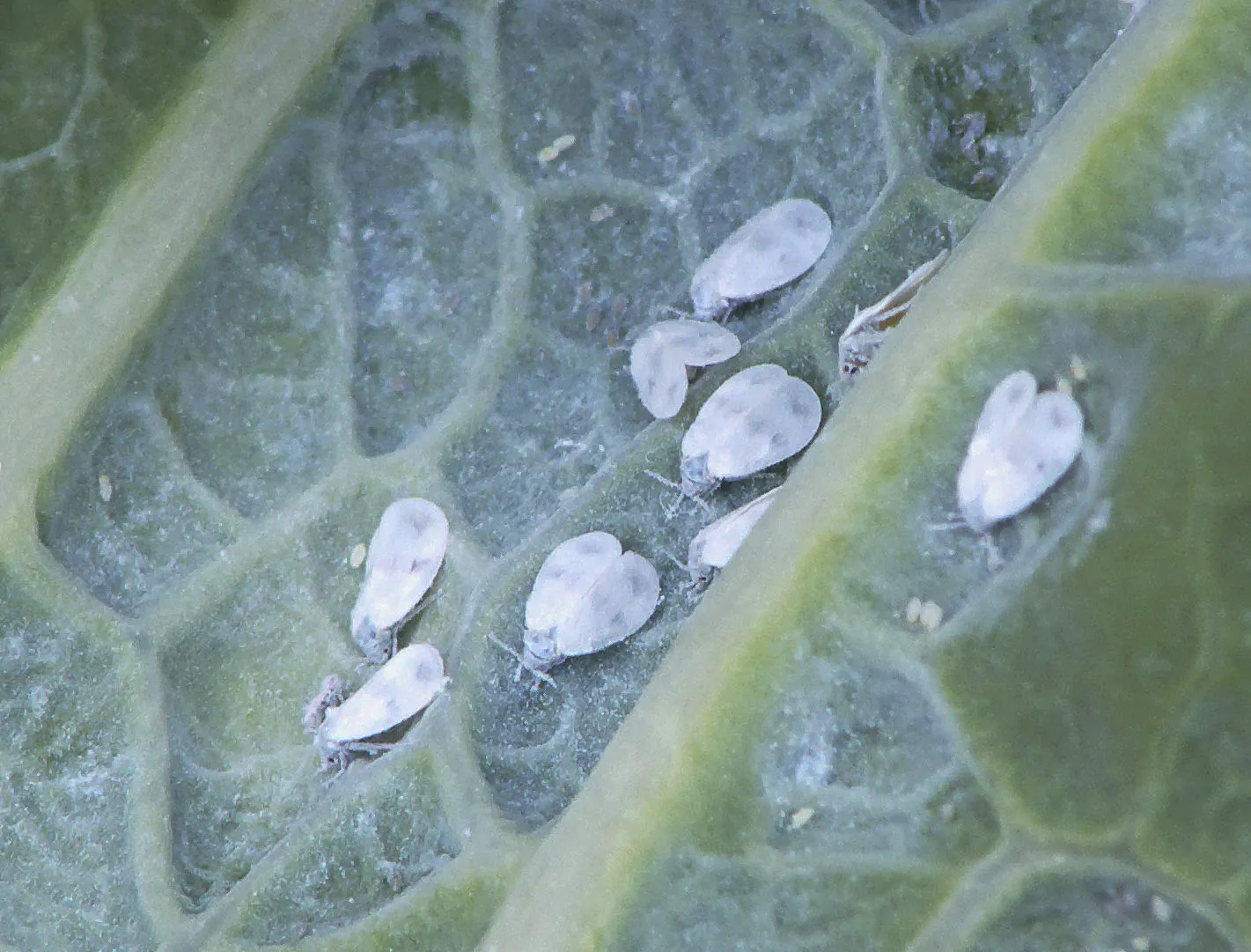 Белокрылка атакует растения 