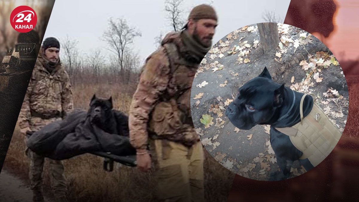 Помер пес Вася, який відгриз собі лапу біля ворожих окопів