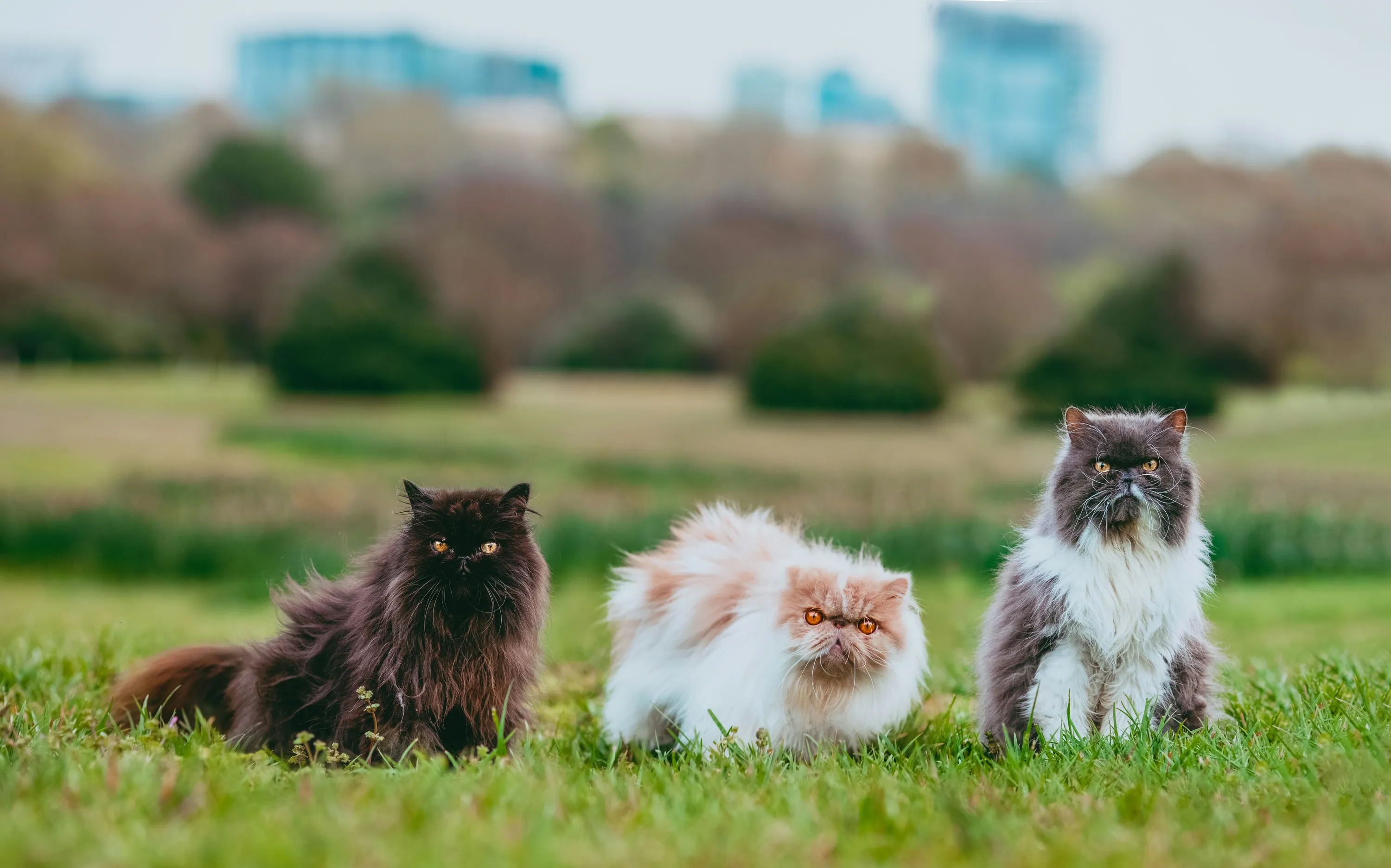 Персидские коты Персидские коты