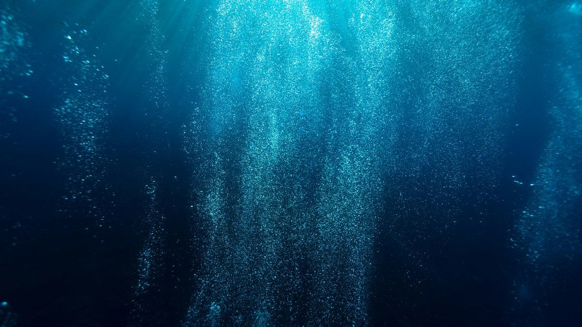 У недосліджених океанських глибинах відкрито нові види тварин