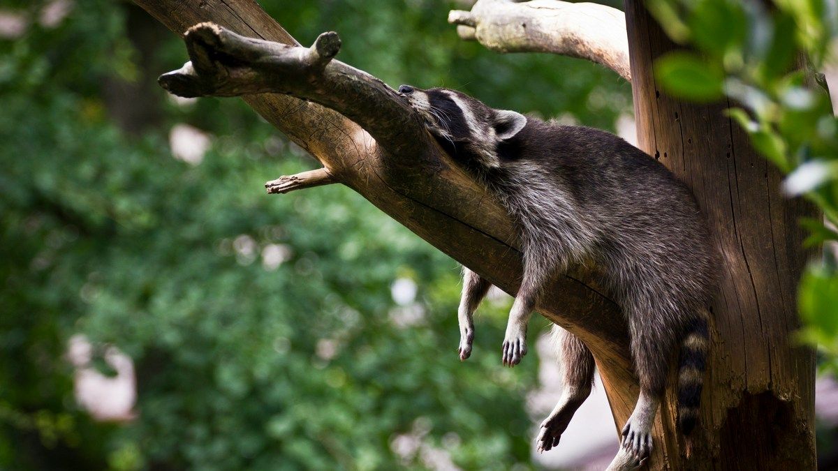 Мозок передбачає свої майбутні дії під час сну Мозок передбачає свої майбутні дії під час сну